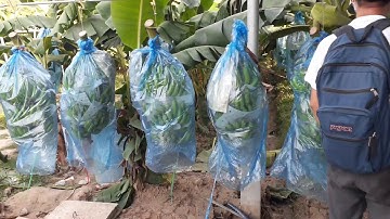 Vận chuyển chuối bằng ròng rọc