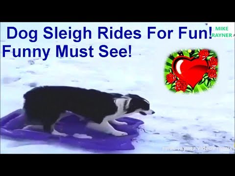 amazing-dog-sleigh-rides-for-fun!-funny-animals!-must-see!-best-christmas-dog-sledding