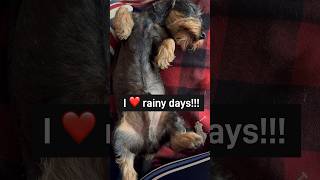 Cute dachshund loves rainy days