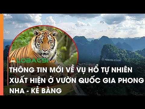 Thông Tin Mới Về Vụ Hổ Tự Nhiên Xuất Hiện Ở Vườn Quốc Gia Phong Nha Kẻ Bàng  - Youtube