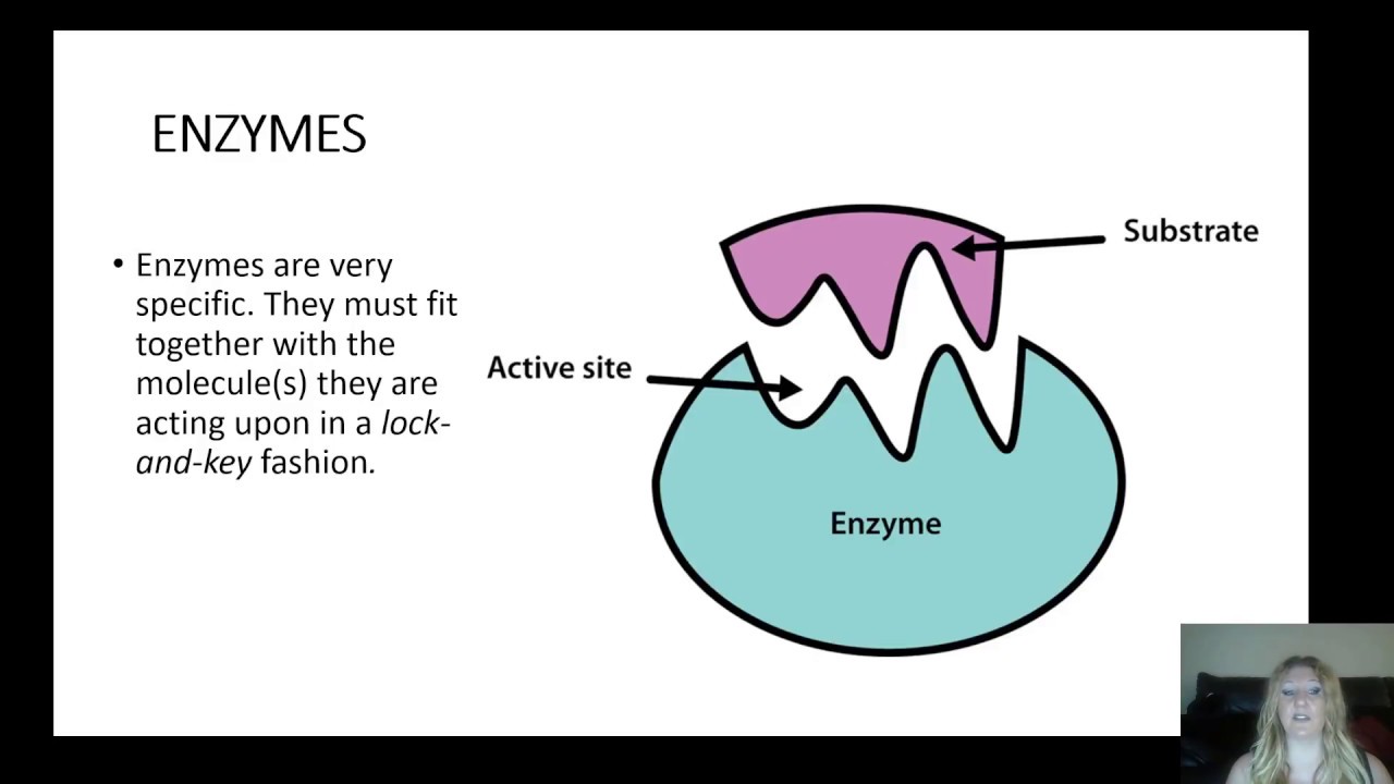 A brief look at enzymes, their properties, their