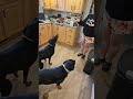 chicken paws for the dogs #doberman #rottweiler #shibc shibaclassic.io #uniswap #biconomy #crypto