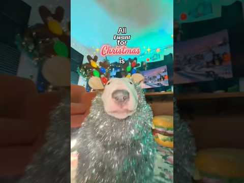 Merry Christmas To All My Subscribers Merrychristmas Christmas Holiday Meme Dogshorts 