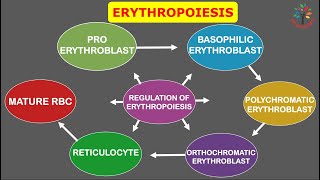 Erythropoiesis and It's Regulation ll #PATHOGENESIS ll #Barman_Sir