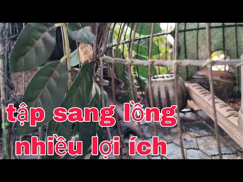 Video Cách Tập Cu Gáy Sang Lồng Mang Lại Nhiều Lợi Ích - youtube