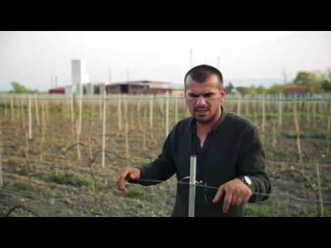 სადემონსტრაციო ნაკვეთი ვენახის ბოძები ყვარელის რაიონი 15 04 2019