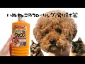 【犬猫のフローリング滑り対策】ペット用スリップ軽減ワックスを塗ってみた