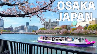 【4K】Вишневый цвет в Осаке | ЯПОНИЯ 2023