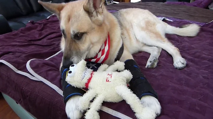 Coyote Pack Attack Victim Gabriel, a German Shepherd A1 Certified Service Dog