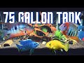 Top 5 cichlid tank setups for a 75 gallon aquarium