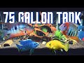 Top 5 Cichlid Tank Setups for a 75 Gallon Aquarium Mp3 Song