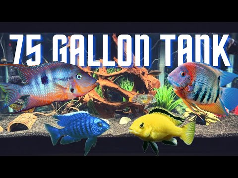 Top 5 Cichlid Tank Setups for a 75 Gallon Aquarium