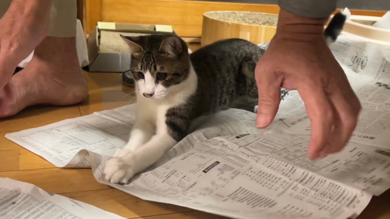 新聞に大興奮な子猫に住職悪戦苦闘⁉️