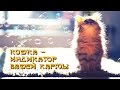 Кошка — индикатор вашей кармы