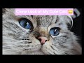 Come See My Adorable Cat! 🐱