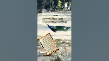الاية 25، 26، 27، 28، 29، 30، 31، 32، 33، 34، 35، من سورة الحاقة