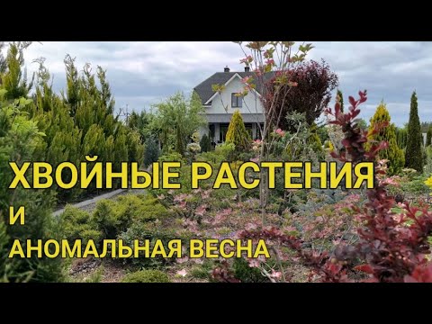 Мои ХВОЙНЫЕ РАСТЕНИЯ в мае: 20 сортов | Как хвойные перенесли заморозки
