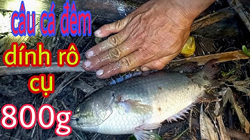 Cắm Câu Cá Lóc Bao Vây Vườn Ổi Và Vườn Dừa Toàn Cá To. / cảnh miền tây 84.