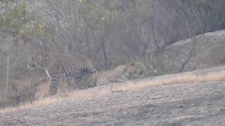 Leopard mating....