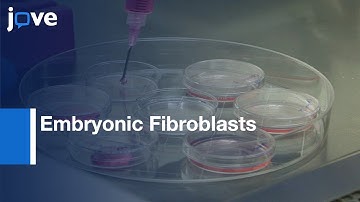 Embryonic Fibroblasts Reprogramming to Induce Hemogenic Program | Protocol Preview