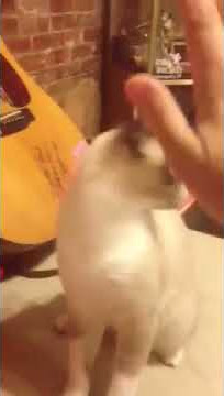 Hi 5