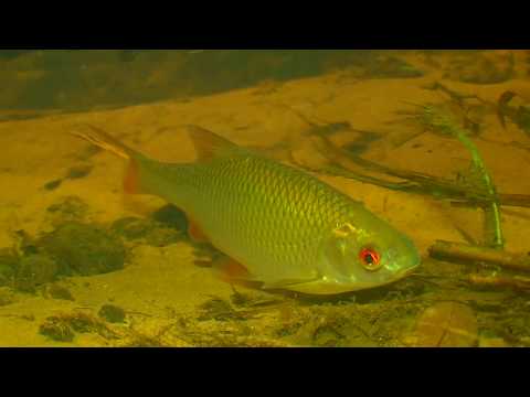 Video: Jak Skladovat Solené Ryby