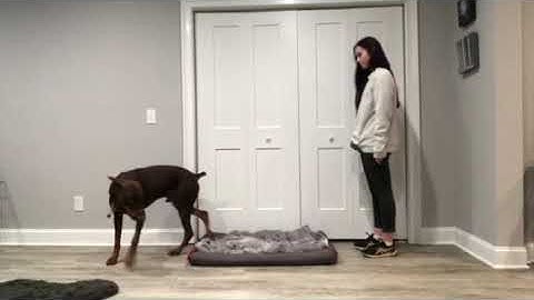 Riley Canouse, Lesson 4, Exercise 4.3, Shaping Go On Bed/Lie Down, Explained In Description