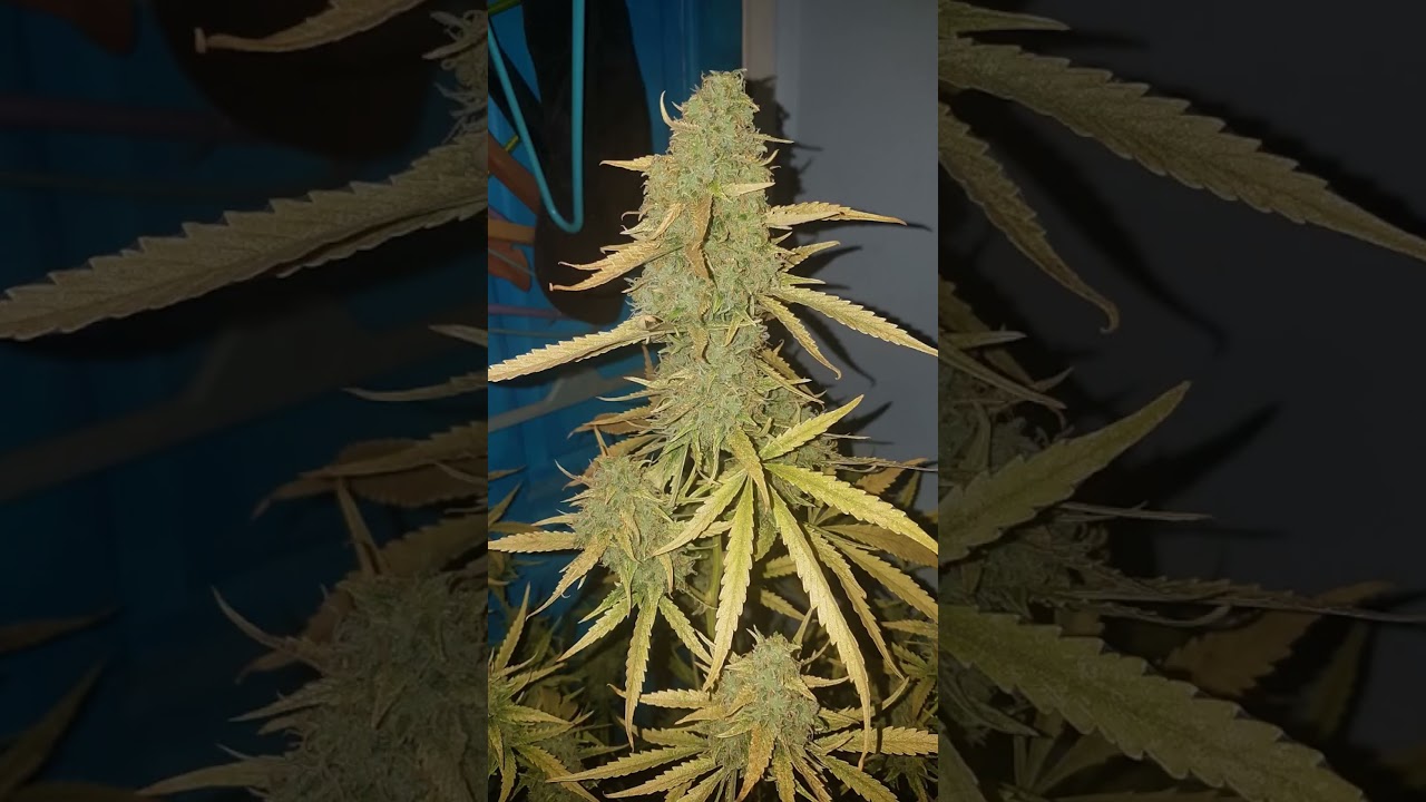 Cheese Auto Dinafem seeds. 🙃 Mark