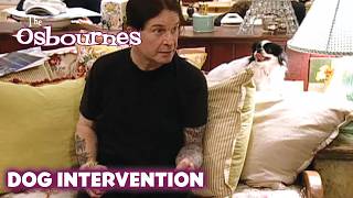 Sharon Springs a Surprise Dog Meeting on Ozzy | The Osbournes