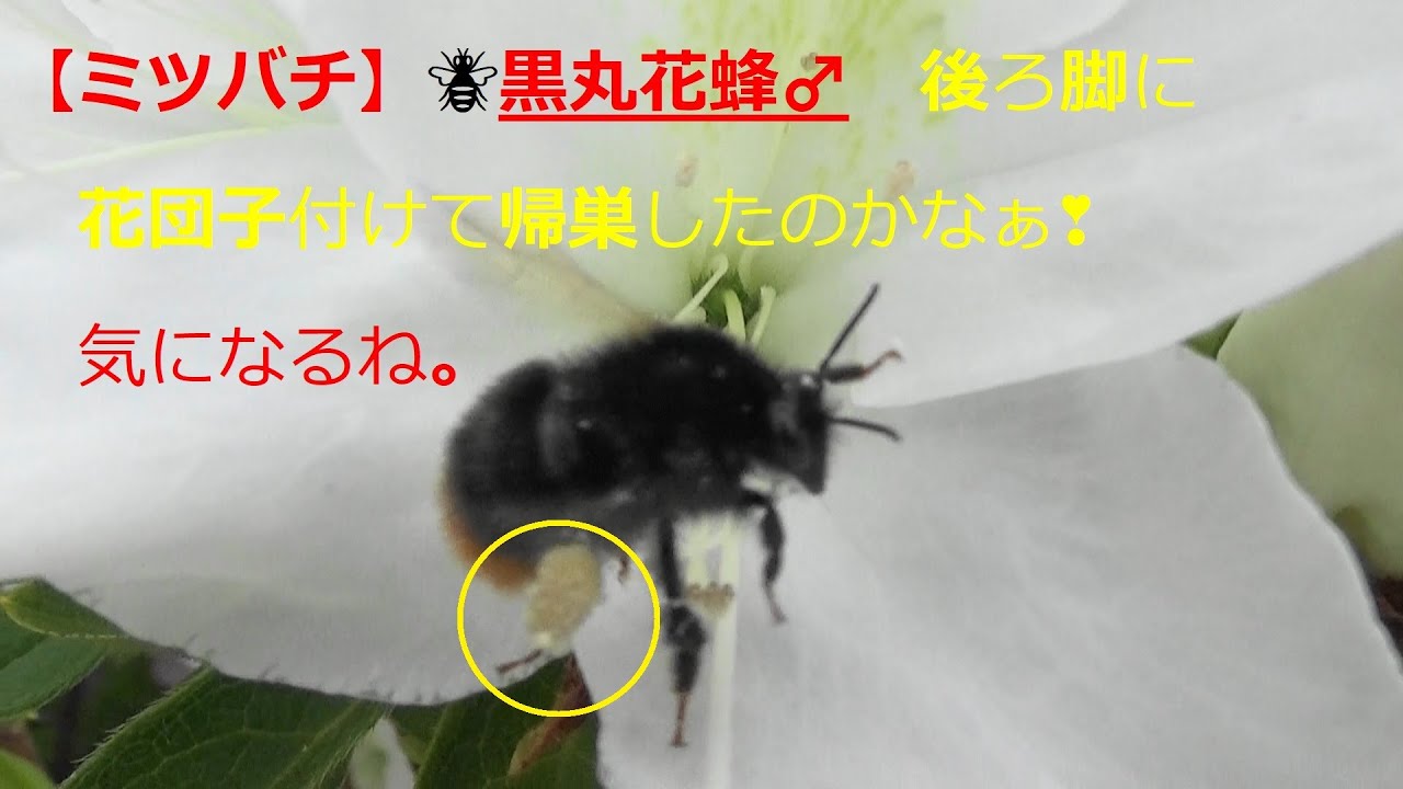 ミツバチ クロマルハナバチ オス 後脚に花団子付けて ぶ んと飛んだ 帰巣したのかなぁ 気になるね Youtube