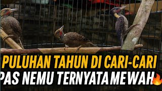 INI BARU REJEKI‼️ SIAPA YANG GAK BAHAGIA TIBA-TIBA NEMU BURUNG LANGKA YANG DICARI SEMUA ORANG🔥