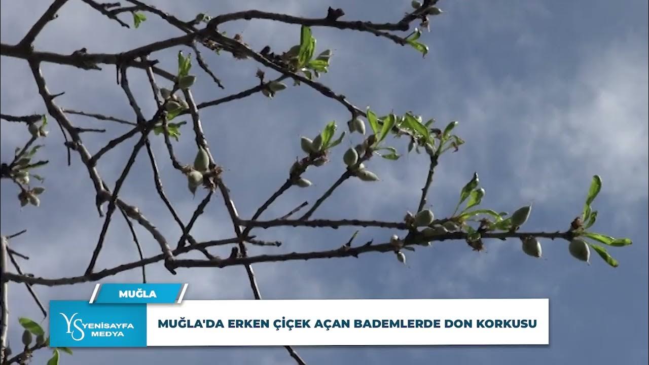 Muğla'da erken çiçek açan bademlerde don korkusu