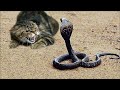 बिल्ली का हमला इतना खतरनाक क्यों होता है । Cats vs Cobra Snake fight