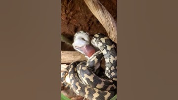 Baby Carpet Python Feeding Time