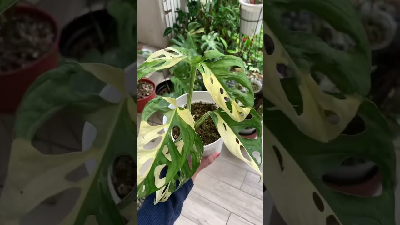 a must have variegated monstera in one’s collection!  