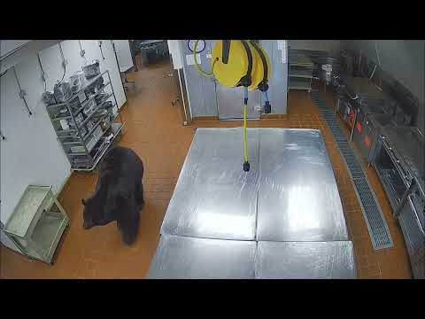 Bear attacks hotel security guard in Colorado