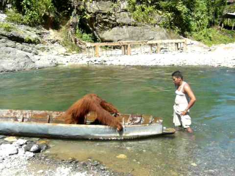 Video: Orangutang DNA øger Overlevelseschancerne: Undersøgelse