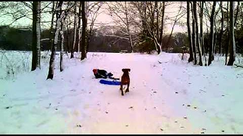 Ridgeback pulling sleigh