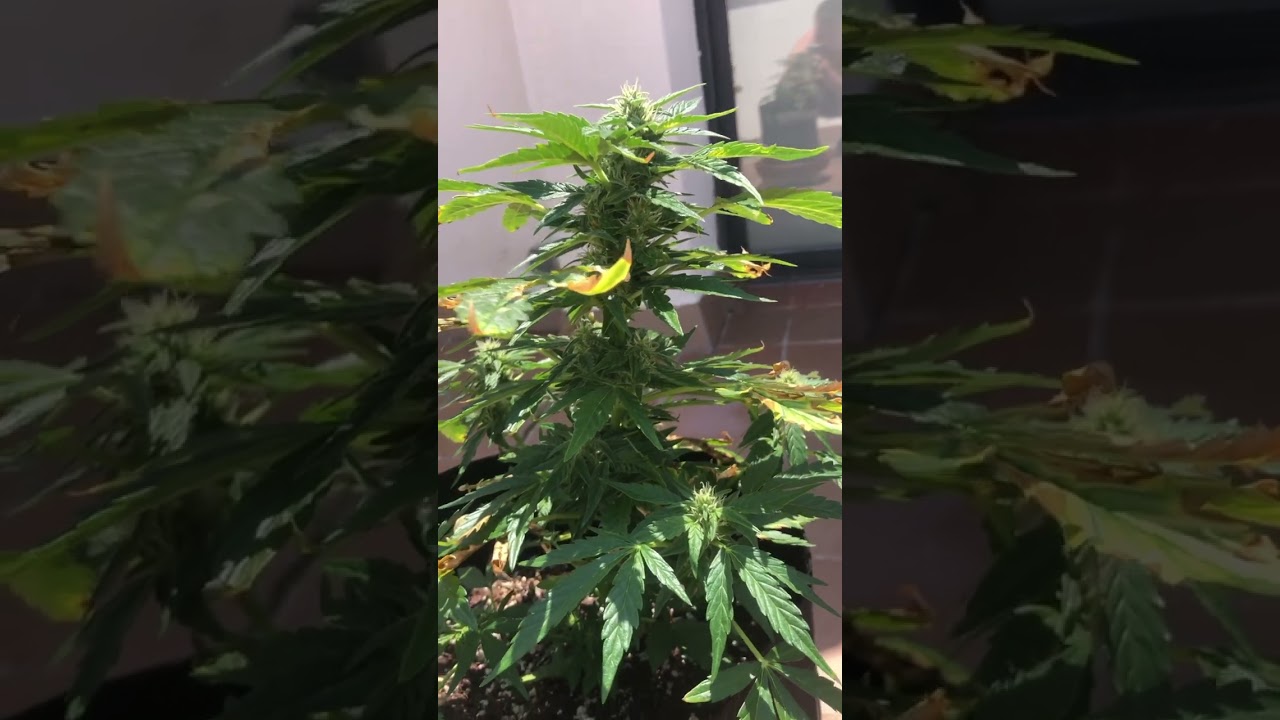 Растения марихуаны конец 6 недели, шишки набирают обороты после пролива водой 