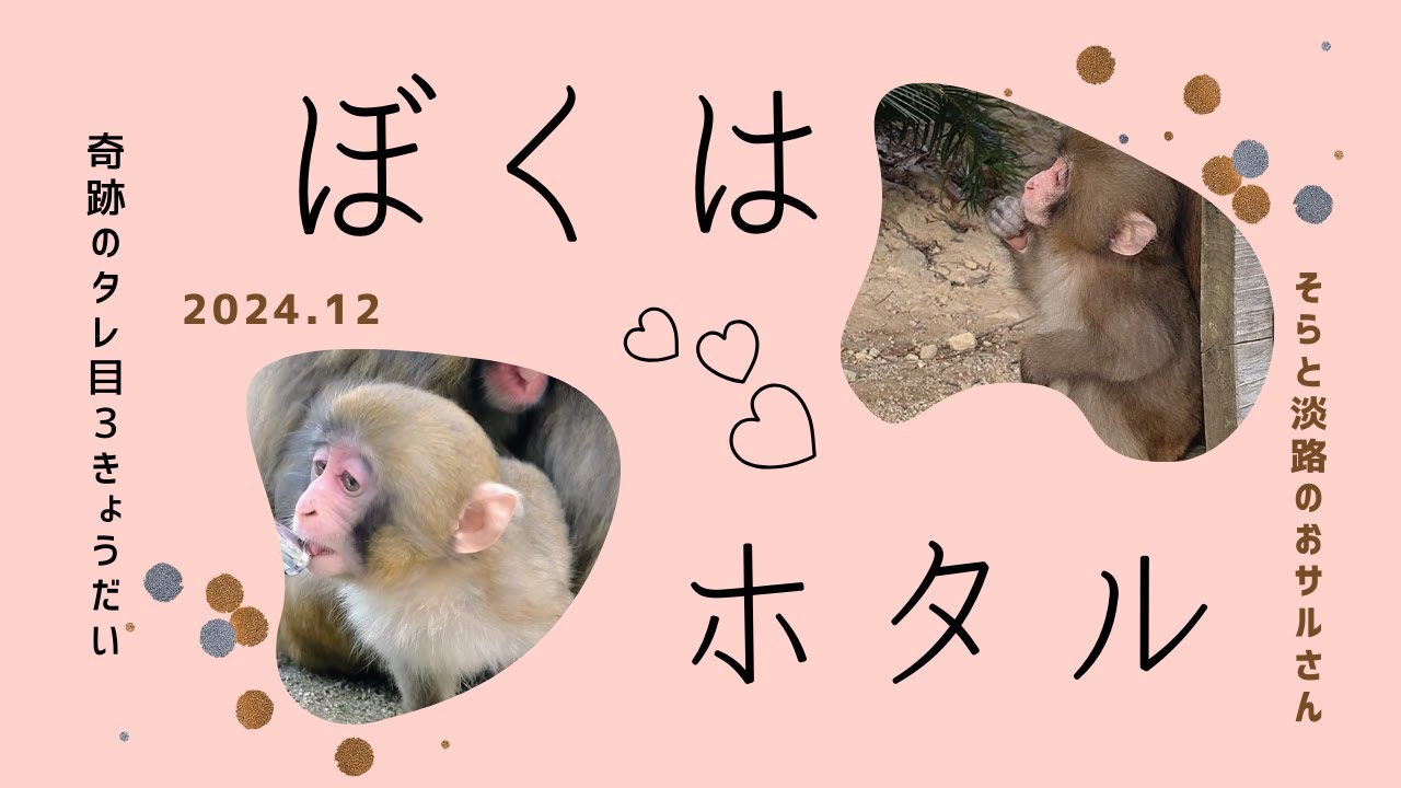 ぼくは♡ホタル🐵愛されたれ目きょうだいの末っ子です 2024.12 淡路島モンキーセンター