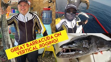Great Barracuda on Vertical Jigging