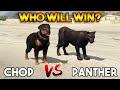 GTA 5 ONLINE : PANTHER VS CHOP (WHO WILL WIN?)