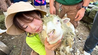 【奮闘】羊の毛刈りに悪戦苦闘する新人飼育員が可愛かったので一部始終を記録しました。 by 長崎バイオパーク公式 39,319 views 2 weeks ago 17 minutes