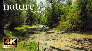 🌿2 hours of pure nature🌳Calming birdsong🌳 Calm and quiet moments🌿 Nature sounds for deep relaxation
