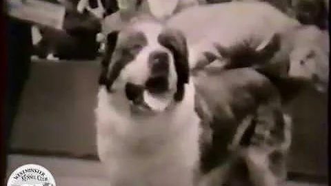 From the WKC Vault: 1960 St. Bernard