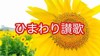 ひまわり Youtube ひまわり Youtube