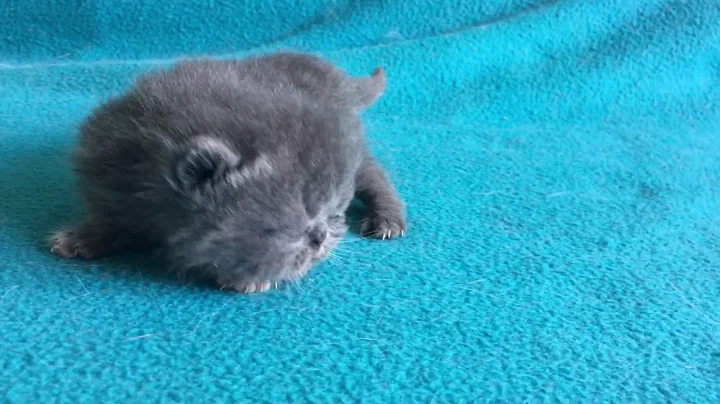 Watch the video about Blue exotic shorthair kitten
