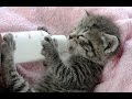 Kittens Being Bottle Fed 2015 [NEW]