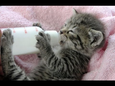 Kittens Being Bottle Fed Compilation 2015 NEW - YouTube