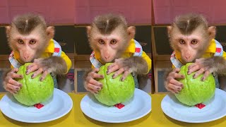 Baby monkey cute review random | May 2024 🐵😆 ASMR 26